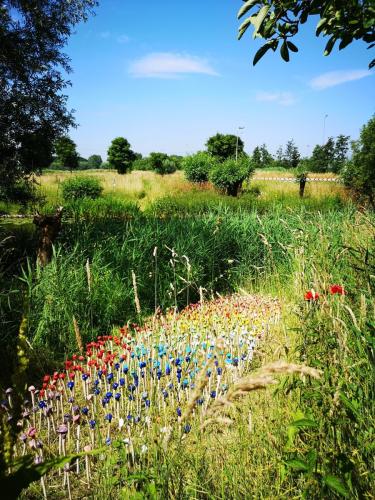 Kusjes veld in OC De Mozartlaan